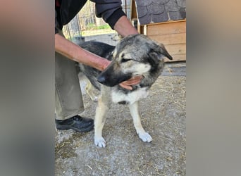 Mira - sanft und freundlich