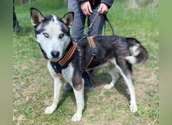Navaro,Husky Mischling