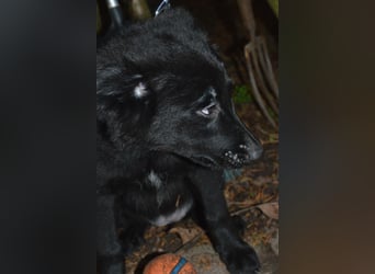 Sanfter Schäferhund-Border-Collie-Mischling "Motte"  (w); fünf Monate
