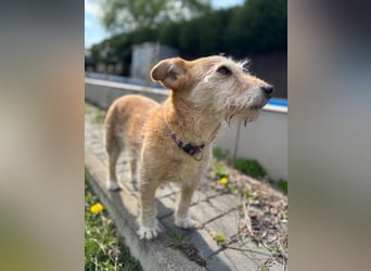 ZARA ❤️ ein süßer Schatz, Pflegefamilie Elsdorf