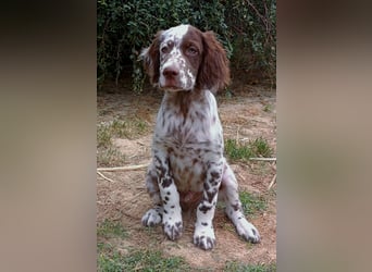 English setter Rüde