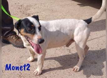 Monet2 03/2021 (ESP) - verschmuster und sehr sozialer, kleiner Ratonero Bodeguero Andaluz!