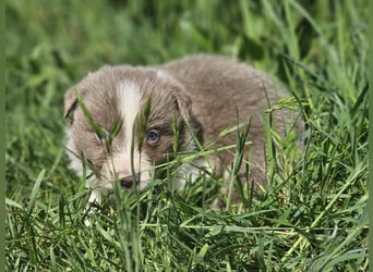 Border Collie Welpen -  Rüden und Hündin