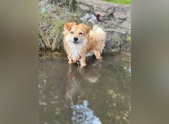 BLUNA (jetzt HAPPY), Hündin, 1 Jahr, 34cm, Mischling, Tierschutz, auf PFLEGESTELLE in Siegburg