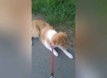 Colliemädchen - altschottische Linie