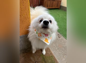 Louie SR – Ein kleiner Spitz mit großem Herz sucht sein Zuhause
