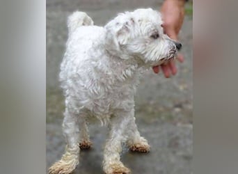 Marley 2, Malteser-Mischling