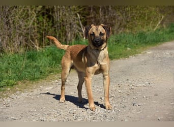 Buffy ist ein fröhlicher, aktiver Hund