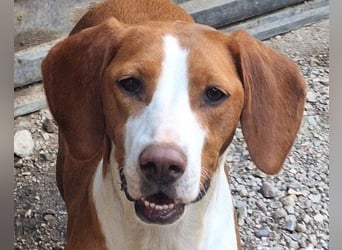 ♥Rosie♥ liebevolle, aktive Bracken-Lady