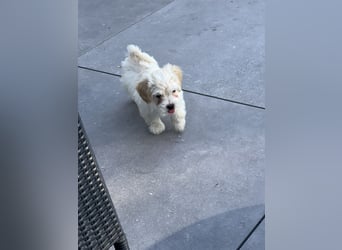 Maltipoo - Welpen - Rüden und Hündin