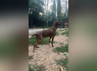 Drago