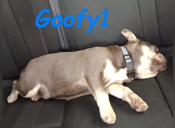 Goofy1 geb. 10/2023 (ESP) - anhängliche und freundliche Französische Bulldogge!