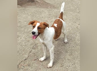 Herzensbrecher und Sunnyboy „Sammy“ - sucht seine Familie