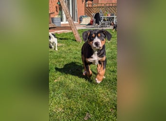 Große-Schweizer-Sennenhund-Welpen