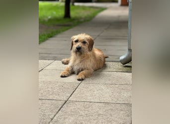 ♥BUCKY♥ auf Pflegestelle bei Köln - verschmuster, cleverer kleiner Strahlemann 38 cm