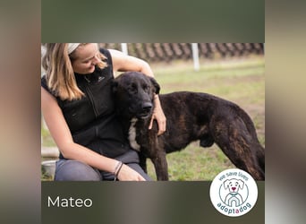 Mateo: sucht Geborgenheit