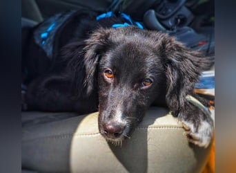 Bluey - eher ein Frauenhund