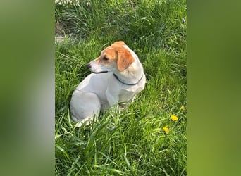 Pimpa, ca. 6 Monate, 35cm sucht ihr Zuhause