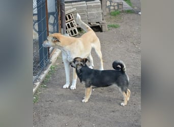 Debby, Schwester von Donny, kleine Mischlings Lady