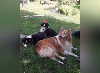 Colliejungs (altschottische Linie), 8 Monate alt suchen liebevolles Fürimmerzuhause