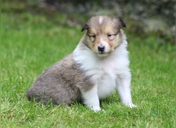 Collie Langhaar Welpen aus liebevoller VDH-Zucht