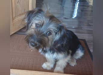 Mini MAYA sucht ein für-immer-Zuhause!