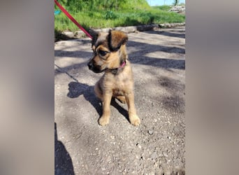 Rüde Pongo ist voller Energie und Tatendrang !