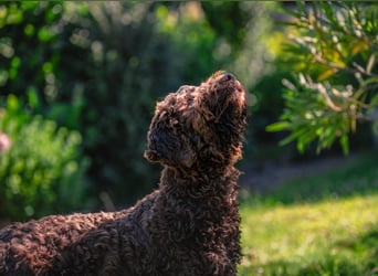 Lagotto Romagnolo Welpen, 6 Welpen suchen ein Zuhause