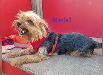 Menta1 geb. 03/19 (ESP Pflegestelle) - liebe, anhängliche und verschmuste Yorkshire-Terrier Hündin!