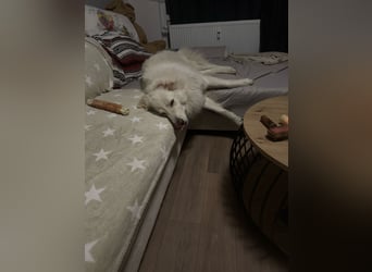 4 Junghunde suchen noch ein liebevolles und schönes Zuhause