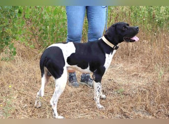 Douglas,  Pointer-Mix, lieb und sozial