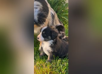 Miniature Australian Shepherd Welpen m. Papieren