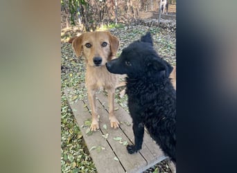 Charmanter Traumbub OLIVER sucht sein Für-Immer-Zuhause