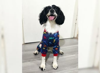 Lutz, ein aktiver, liebevoller Familienhund