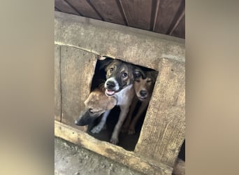 Wallace, 1 1/3-jähriger Rüde, SH ca. mittelgroß, freundlich, sozial, verspielt, neugierig