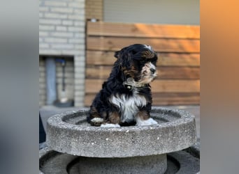 2 zuckersüße Maltipoo Welpen - Hündin