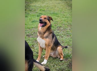 Bo - Treuer Begleiter mit weißer Glückspfote sucht sein Für-immer-Zuhause