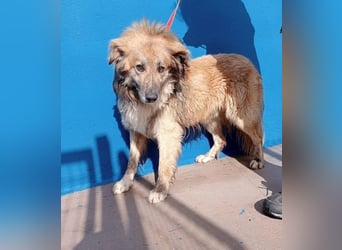Honey, zurückhaltender Sanfter Collie Mix sucht ruhiges Zuhause
