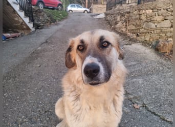 Schoßhund im XL-Format – Lukas will ankommen