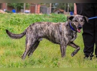 Benito, Mix Labrador / Rafeiro Alentejano, lieb und sozial