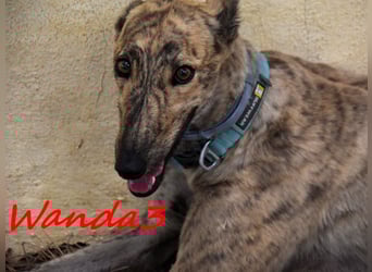 Wanda3 geb. 11/2023 (ESP) - menschenbezogene, hübsche Galga!