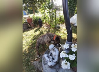  Heidi – kleine English Bulldog-Lady sucht Rasseliebhaber