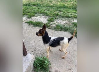 Zümi, geboren 10.12.2024, 29cm sucht seine Menschen