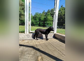 zierliche kleine Terrier Mischlings Hündin Lilly sucht ein Zuhause oder PS