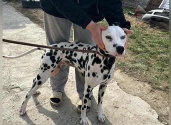 Dius, 3 Jahre, 57cm sucht ihr Körbchen