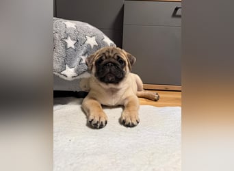 Mops welpen ab sofort Abgabe bereit.