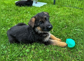 Schäferhund Welpen mit geradem Rücken aus gesunden Eltern