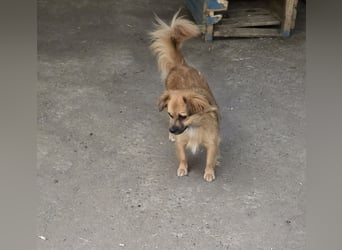Sly, 3 ½ jähriger Bub, klein, schüchtern, sozial, interessiert