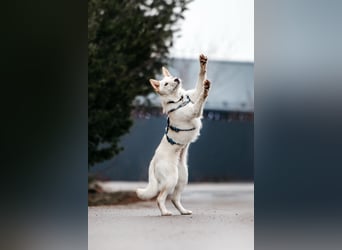 Fröhliche Brynza sucht ihre Familie