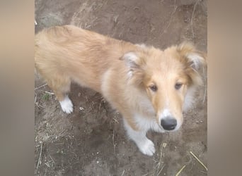 Colliekind - Mädchen - MAGICWOMAN